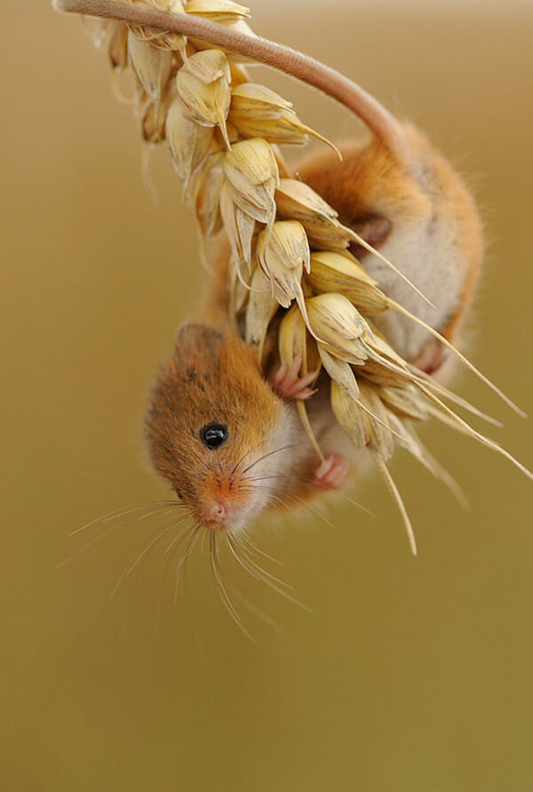 Super Cute Photos of Harvest Mouse