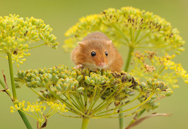 Super Cute Photos of Harvest Mouse