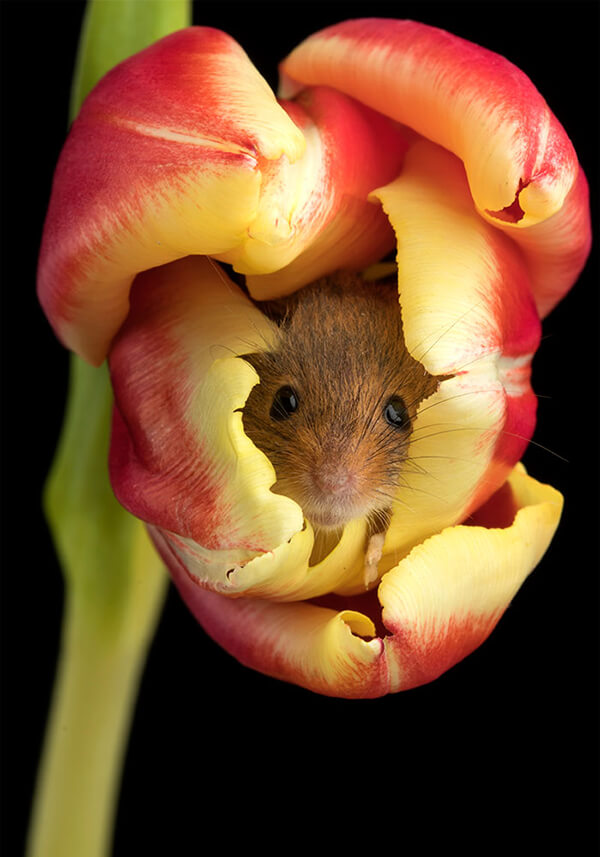 Super Cute Photos of Harvest Mouse