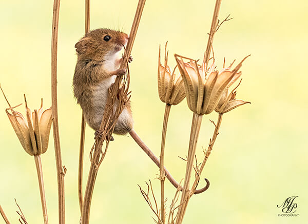 Super Cute Photos of Harvest Mouse