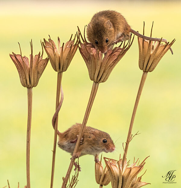 Super Cute Photos of Harvest Mouse