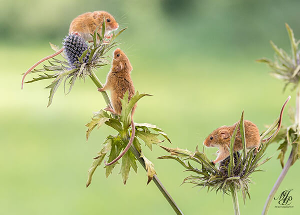 Super Cute Photos of Harvest Mouse