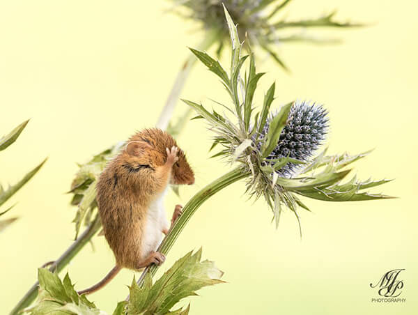 Super Cute Photos of Harvest Mouse