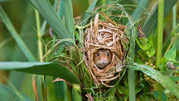 Super Cute Photos of Harvest Mouse