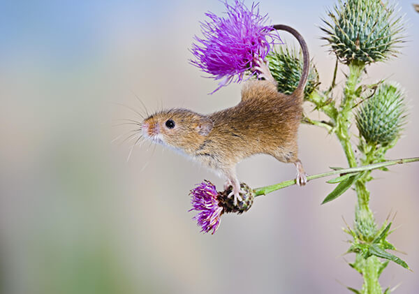 Super Cute Photos of Harvest Mouse