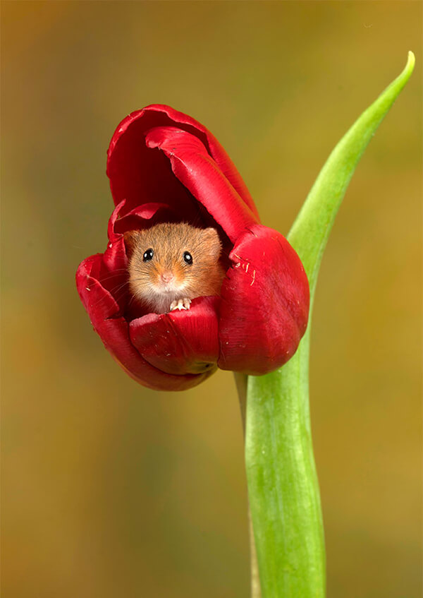 Super Cute Photos of Harvest Mouse