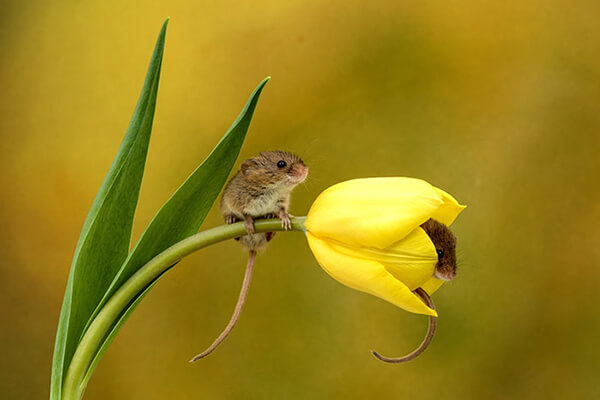 Super Cute Photos of Harvest Mouse