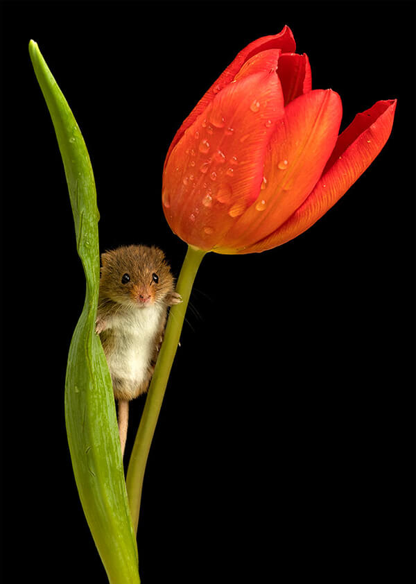 Super Cute Photos of Harvest Mouse