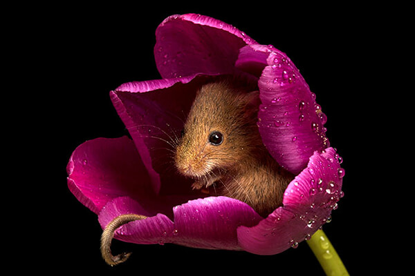 Super Cute Photos of Harvest Mouse