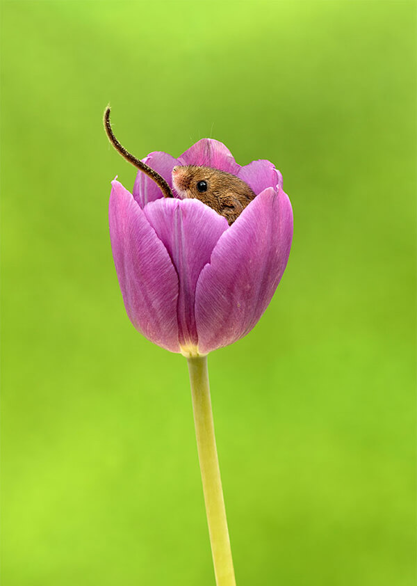 Super Cute Photos of Harvest Mouse