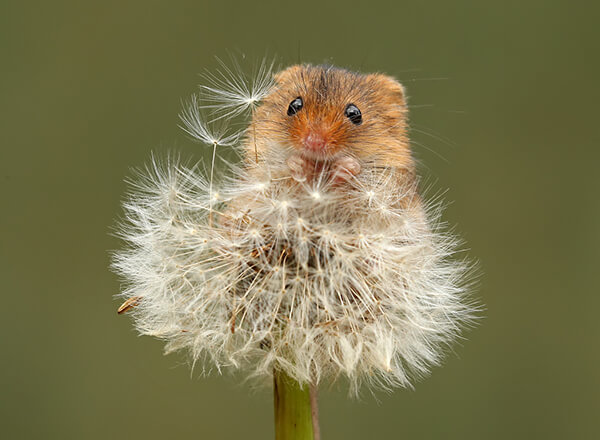 Super Cute Photos of Harvest Mouse