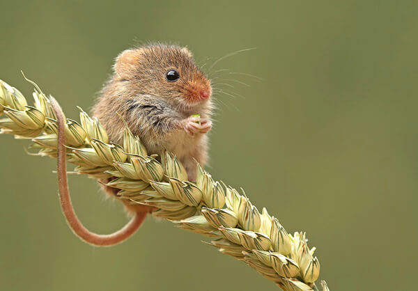 Super Cute Photos of Harvest Mouse