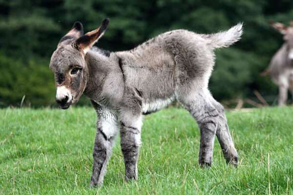 20 Adorable Photos of Baby Donkey
