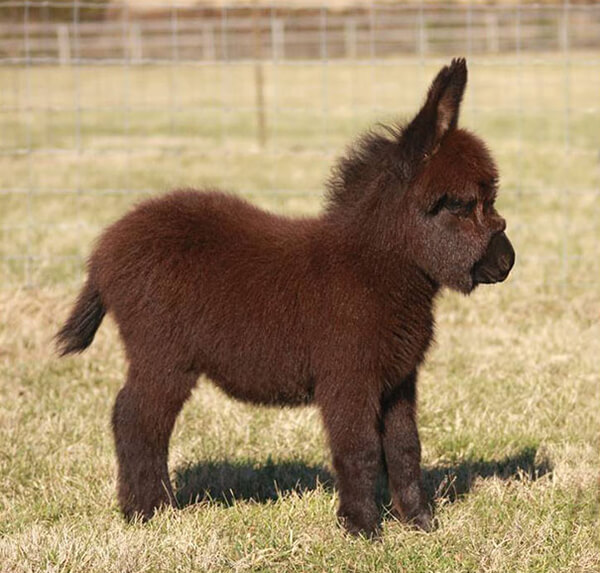 20 Adorable Photos of Baby Donkey