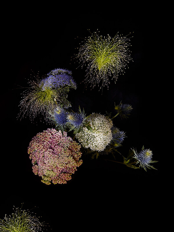 Flower Fireworks by Sarah Illenberger