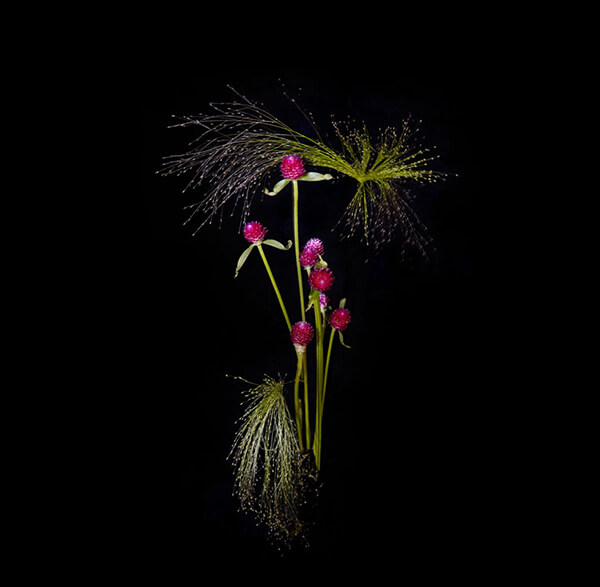 Flower Fireworks by Sarah Illenberger