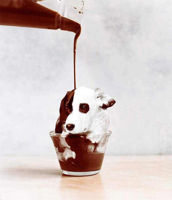 Dogs in Food Photo Series by Ksenia