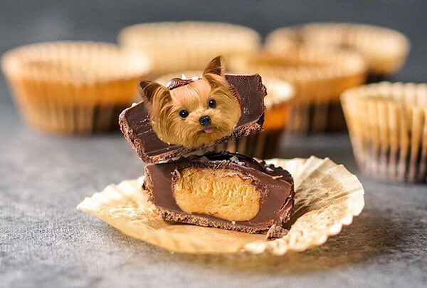 Dogs in Food Photo Series by Ksenia