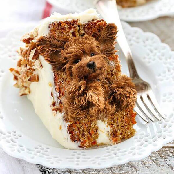 Dogs in Food Photo Series by Ksenia