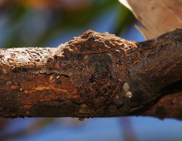 Wrap-around Spider: Another Camouflage Expert