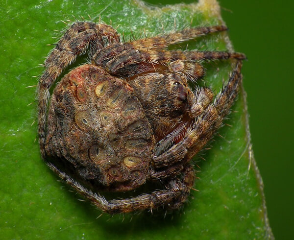 Wrap-around Spider: Another Camouflage Expert