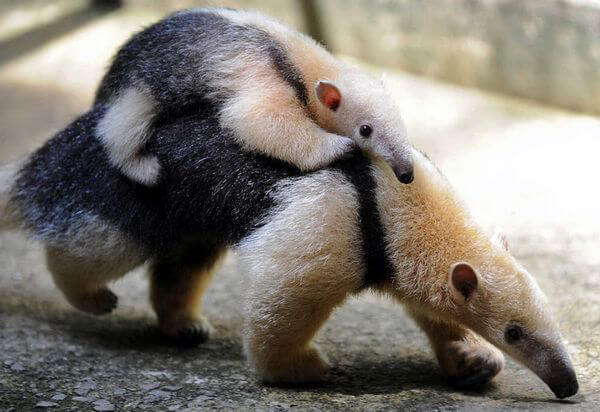 How Animal Moms Carry Their Babies