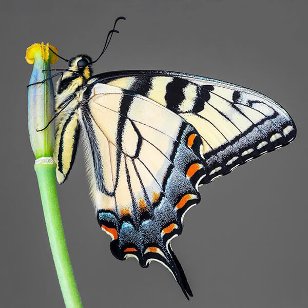 Stunning Macro Photos of Butterflies