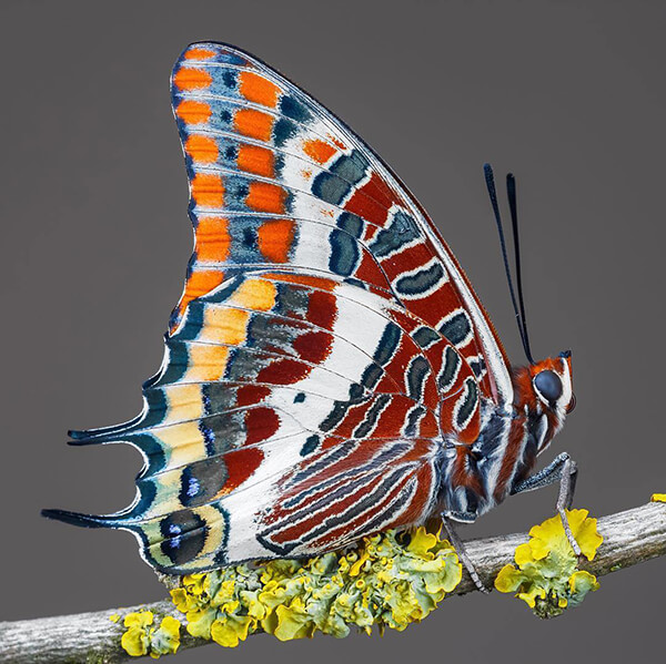 Stunning Macro Photos of Butterflies