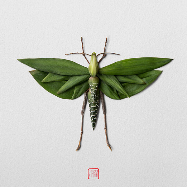 More Floral Insects by Raku Inoue