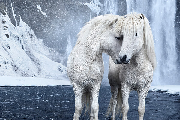 Fairytale-Like Icelandic horses Who Roam Iceland’s Epic Landscape