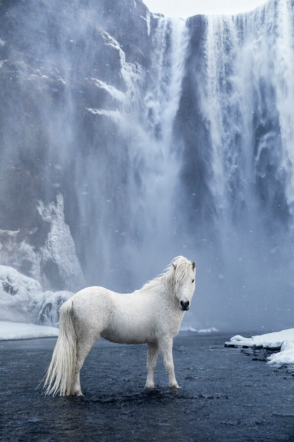 Fairytale-Like Icelandic horses Who Roam Iceland’s Epic Landscape