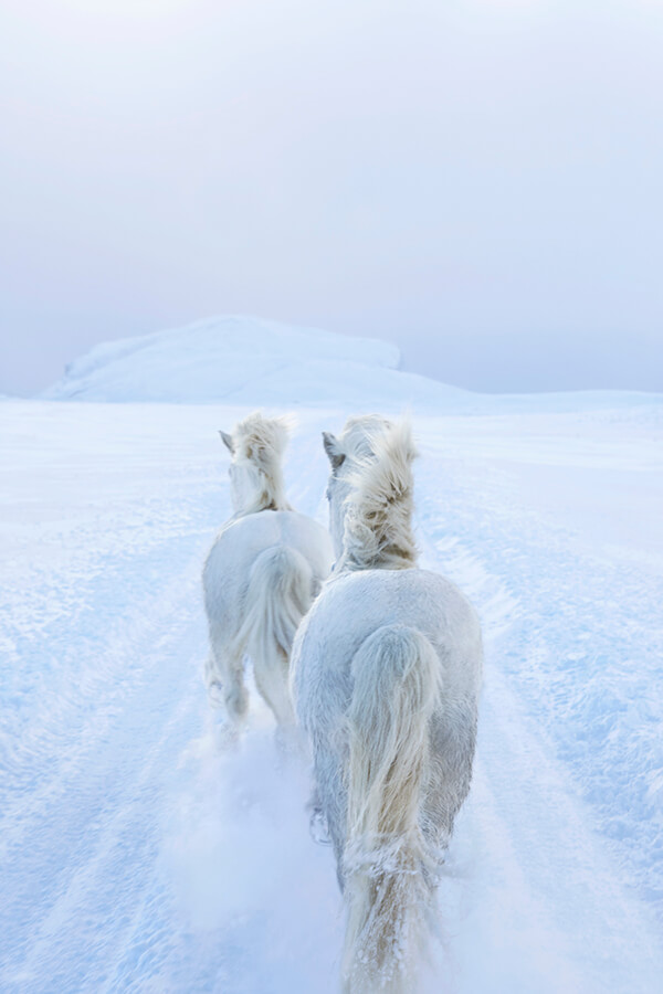 Fairytale-Like Icelandic horses Who Roam Iceland’s Epic Landscape