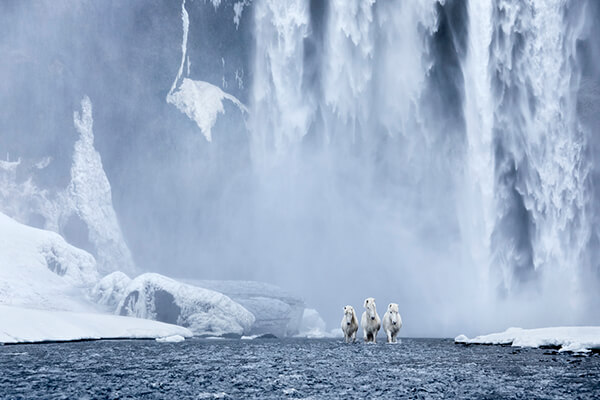 Fairytale-Like Icelandic horses Who Roam Iceland’s Epic Landscape