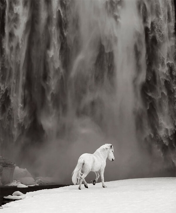 Fairytale-Like Icelandic horses Who Roam Iceland’s Epic Landscape