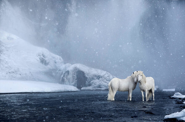 Fairytale-Like Icelandic horses Who Roam Iceland’s Epic Landscape