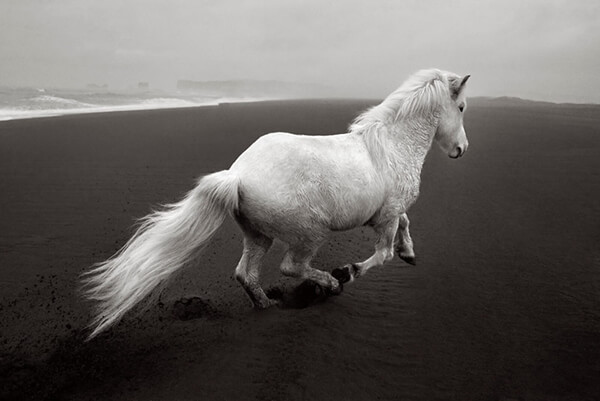 Fairytale-Like Icelandic horses Who Roam Iceland’s Epic Landscape