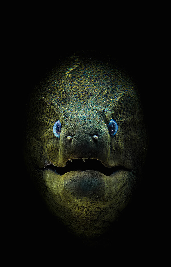 Stunning Underwater Photos From Scuba​ ​Diving​ ​Magazine Contest