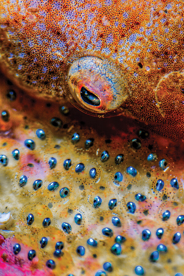 Stunning Underwater Photos From Scuba​ ​Diving​ ​Magazine Contest