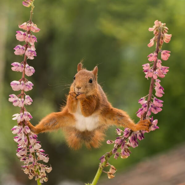 The Funniest Wildlife Photos of 2018 by The Comedy Wildlife Photography Awards