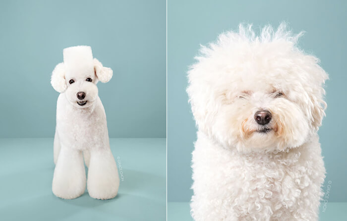 Japanese Dog Grooming: Stunning Before and After Comparison