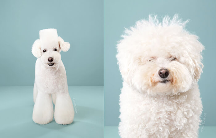 Japanese Dog Grooming: Stunning Before and After Comparison - Design Swan