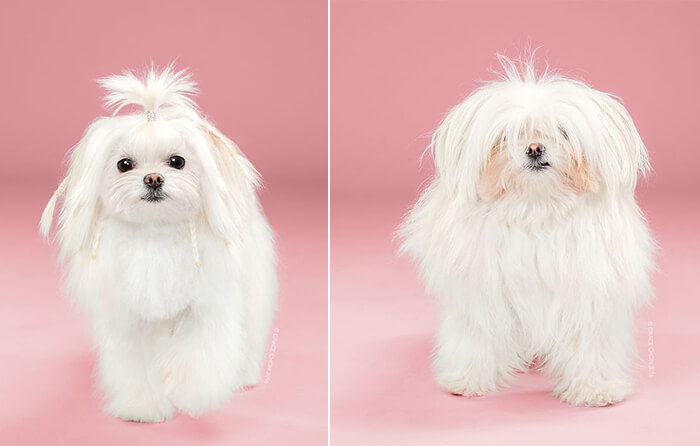 Japanese Dog Grooming: Stunning Before and After Comparison