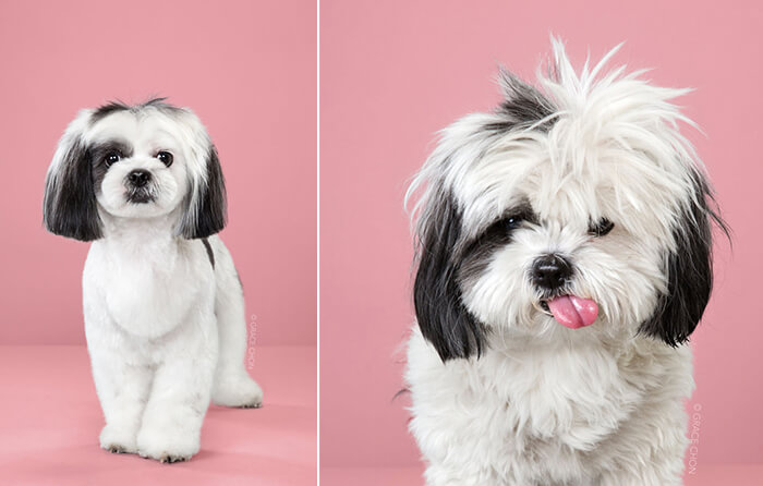 Japanese Dog Grooming: Stunning Before and After Comparison