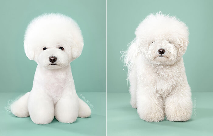 Japanese Dog Grooming: Stunning Before and After Comparison