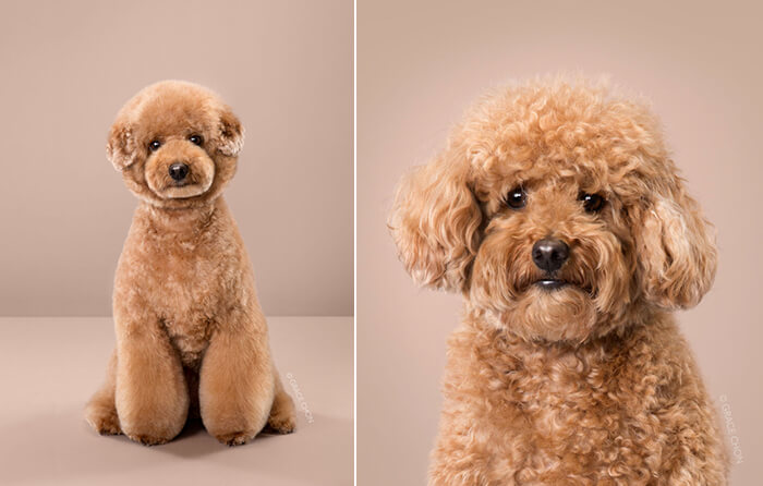 Japanese Dog Grooming: Stunning Before and After Comparison - Design Swan