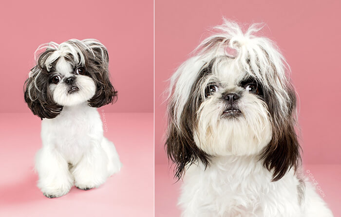 Japanese Dog Grooming: Stunning Before and After Comparison