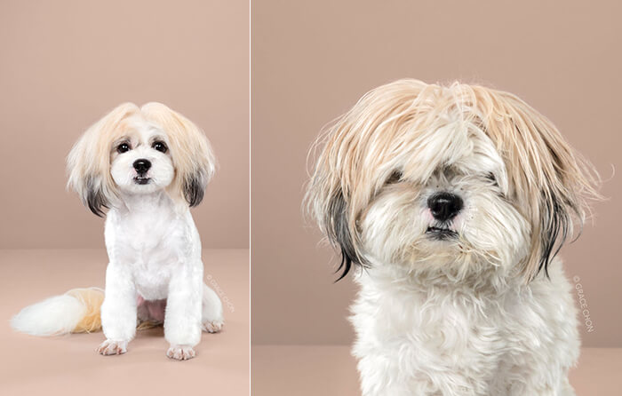 Japanese Dog Grooming: Stunning Before and After Comparison