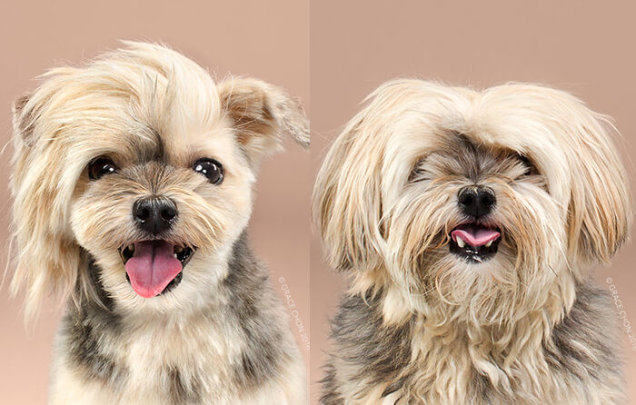 Japanese Dog Grooming: Stunning Before and After Comparison