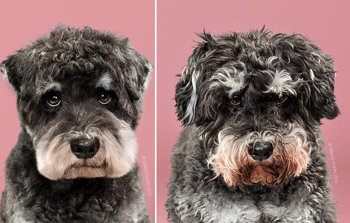 Japanese Dog Grooming: Stunning Before and After Comparison