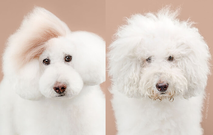 Japanese Dog Grooming: Stunning Before and After Comparison